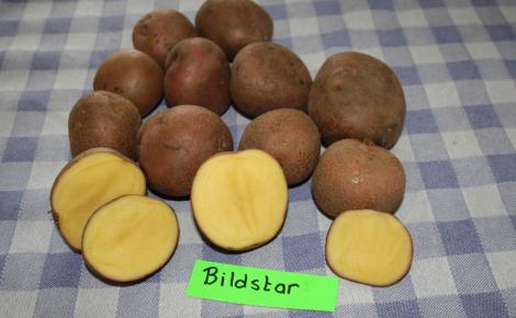 Lensink Aardappelen Aalten | Red Fantasy